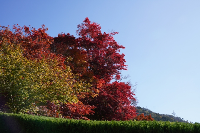 京都_紅葉_2020_請田神社　No3