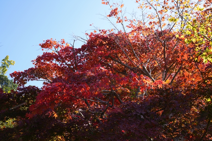 京都_紅葉_2020_請田神社　No4