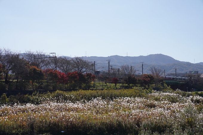 京都_紅葉_2020_請田神社　No10