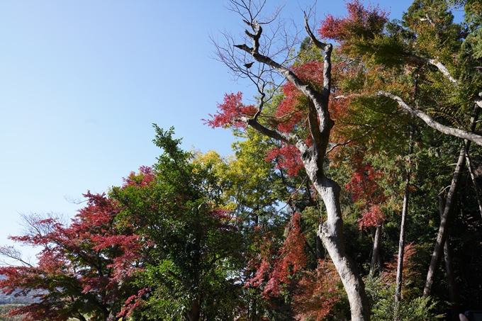 京都_紅葉_2020_請田神社　No18