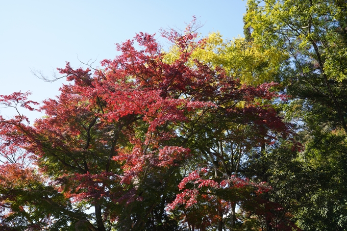 京都_紅葉_2020_請田神社　No24