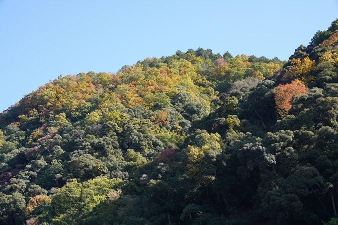 京都_紅葉_2020_請田神社　No30