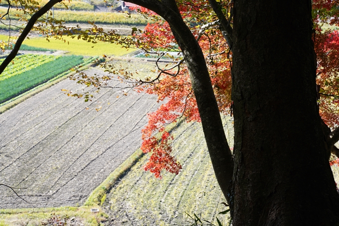 京都_紅葉_2020_桑田神社　No12