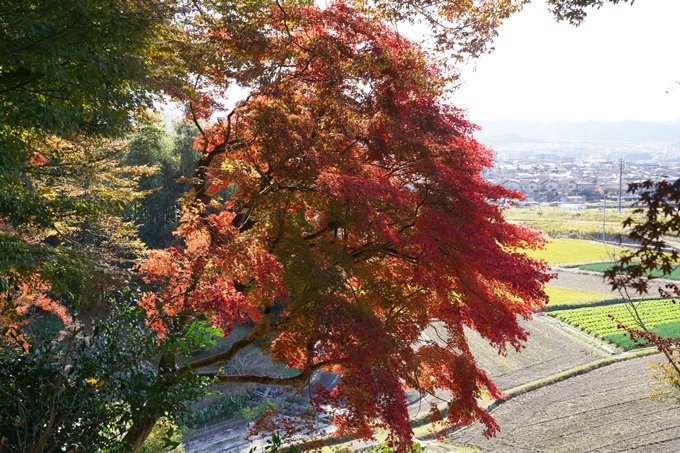 京都_紅葉_2020_桑田神社　No16