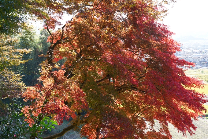 京都_紅葉_2020_桑田神社　No17