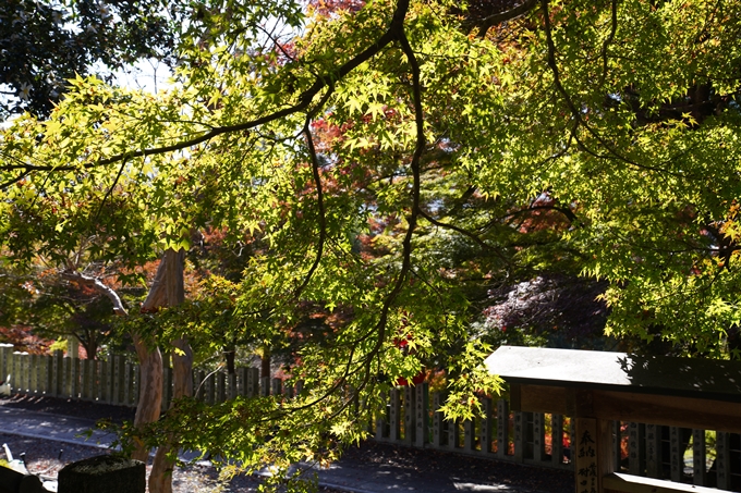 京都_紅葉_2020_桑田神社　No30