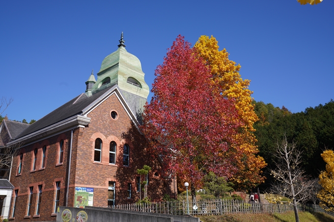 京都_紅葉_2020_亀岡市交流会館　No3