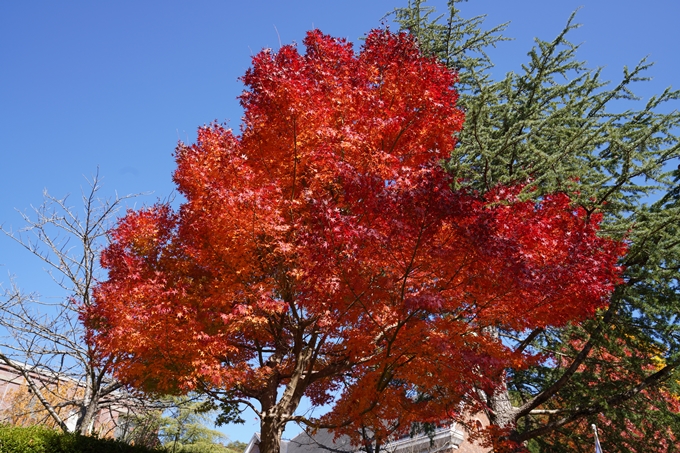 京都_紅葉_2020_亀岡市交流会館　No4