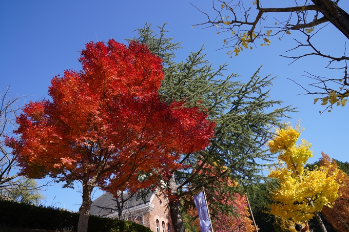 京都_紅葉_2020_亀岡市交流会館　No5