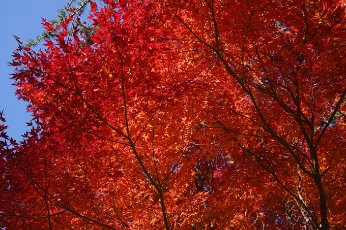 京都_紅葉_2020_亀岡市交流会館　No6