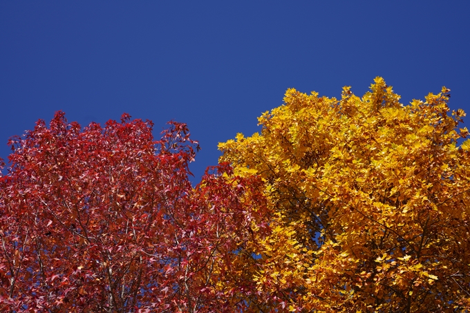 京都_紅葉_2020_亀岡市交流会館　No8