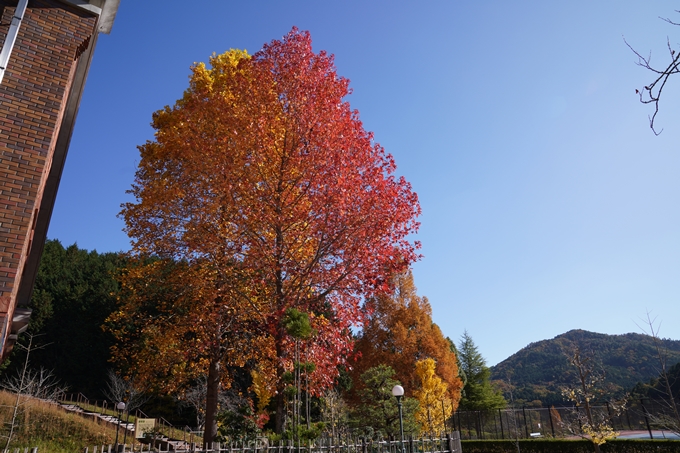 京都_紅葉_2020_亀岡市交流会館　No10