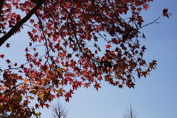 京都_紅葉_2020_亀岡市交流会館　No11