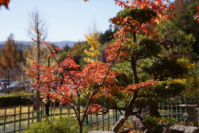 京都_紅葉_2020_亀岡市交流会館　No13