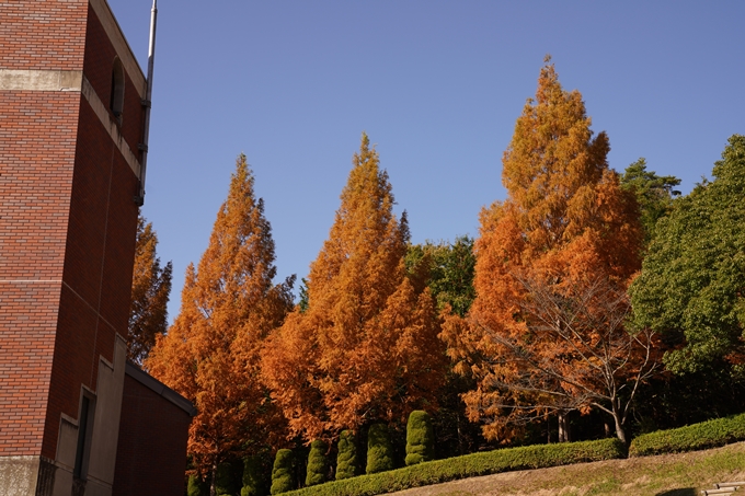 京都_紅葉_2020_亀岡市交流会館　No14