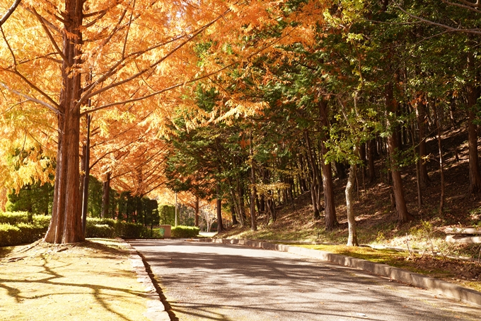 京都_紅葉_2020_亀岡市交流会館　No16