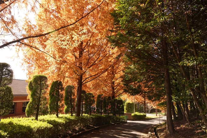 京都_紅葉_2020_亀岡市交流会館　No17