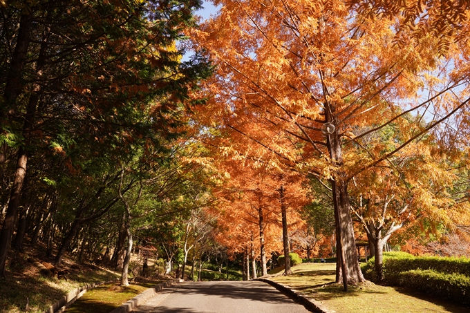 京都_紅葉_2020_亀岡市交流会館　No18