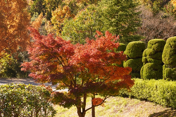 京都_紅葉_2020_亀岡市交流会館　No19