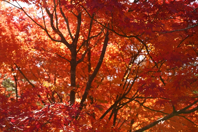 京都_紅葉_2020_亀岡市交流会館　No20