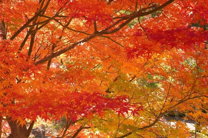 京都_紅葉_2020_亀岡市交流会館　No21