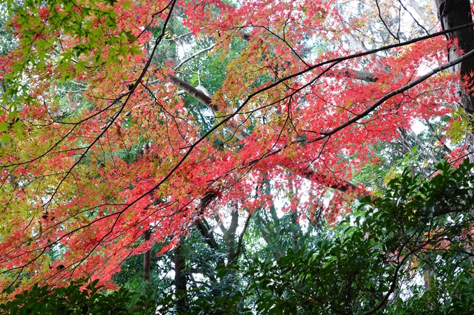 京都_紅葉_2020_法常寺　No4