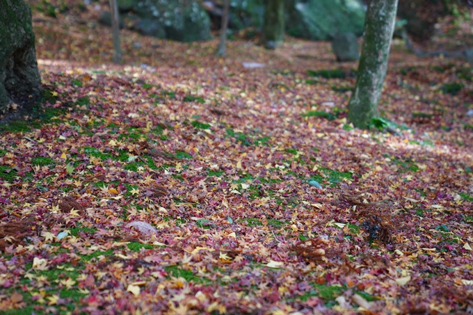 京都_紅葉_2020_法常寺　No8