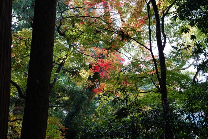 京都_紅葉_2020_法常寺　No11