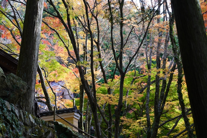 京都_紅葉_2020_法常寺　No15