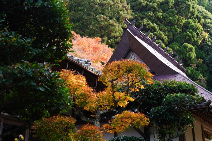 京都_紅葉_2020_法常寺　No17