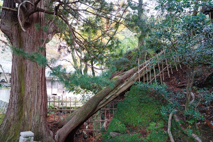 京都_紅葉_2020_法常寺　No19