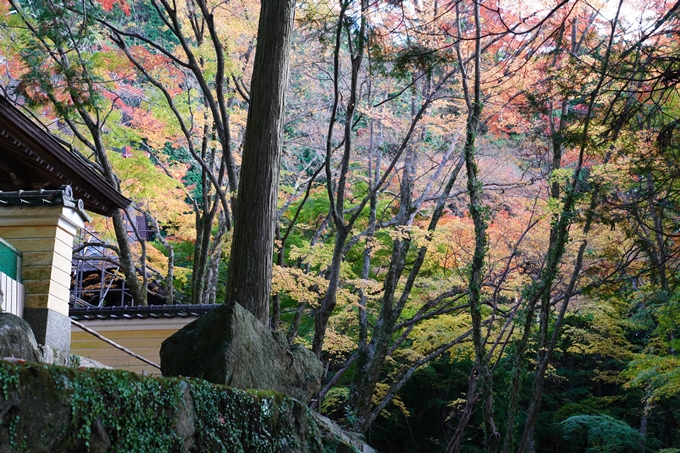 京都_紅葉_2020_法常寺　No20