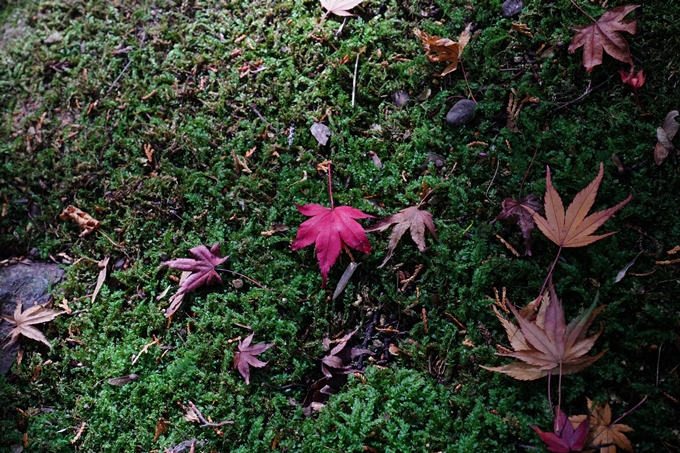 京都_紅葉_2020_法常寺　No22