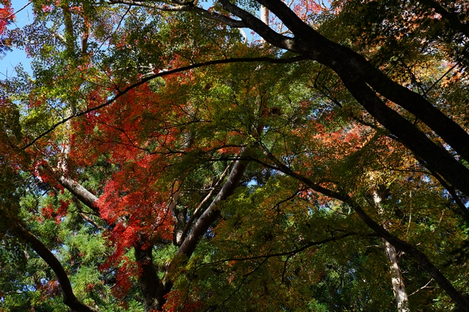 京都_紅葉_2020_法常寺　No23