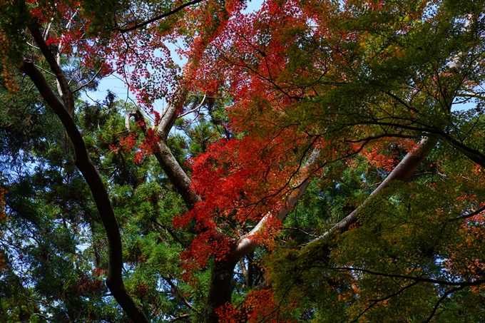 京都_紅葉_2020_法常寺　No24