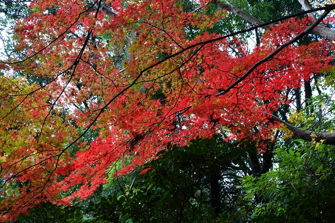 京都_紅葉_2020_法常寺　No26