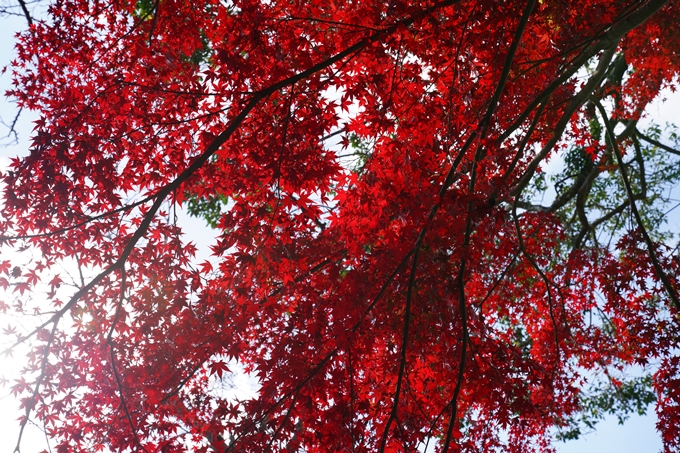 京都_紅葉_2020_龍潭寺　No2