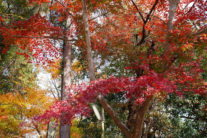 京都_紅葉_2020_龍潭寺　No4