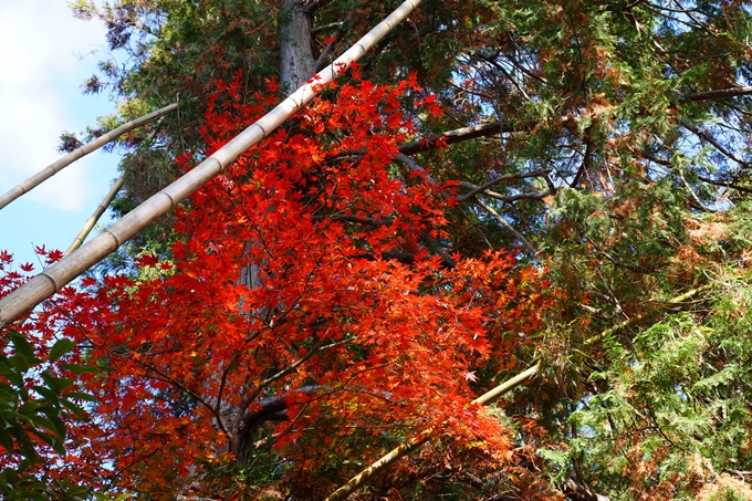 京都_紅葉_2020_龍潭寺　No6