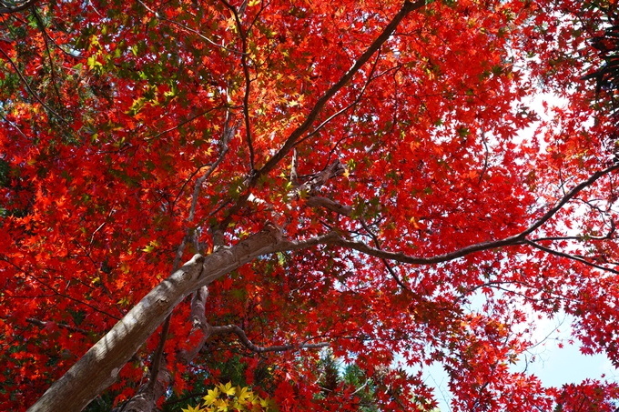 京都_紅葉_2020_龍潭寺　No9