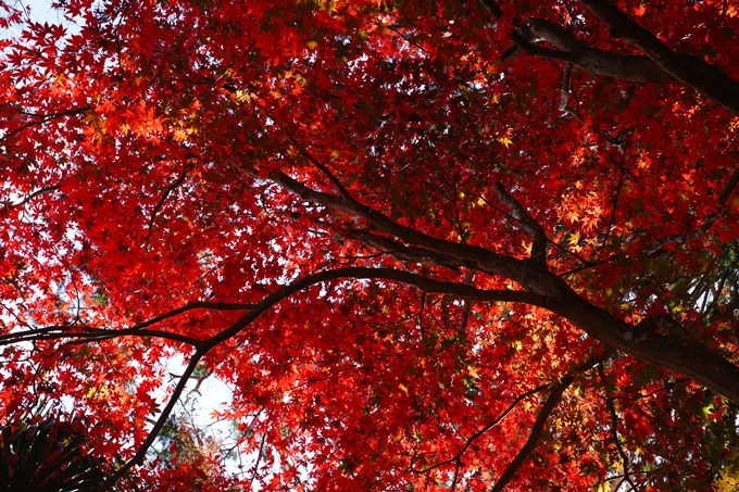 京都_紅葉_2020_龍潭寺　No10