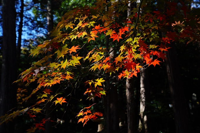 京都_紅葉_2020_龍潭寺　No13