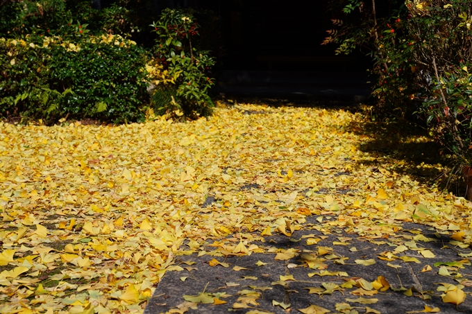 京都_紅葉_2020_龍潭寺　No17