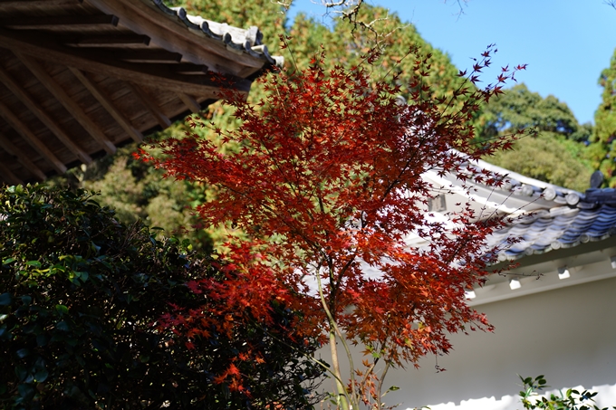 京都_紅葉_2020_龍潭寺　No18