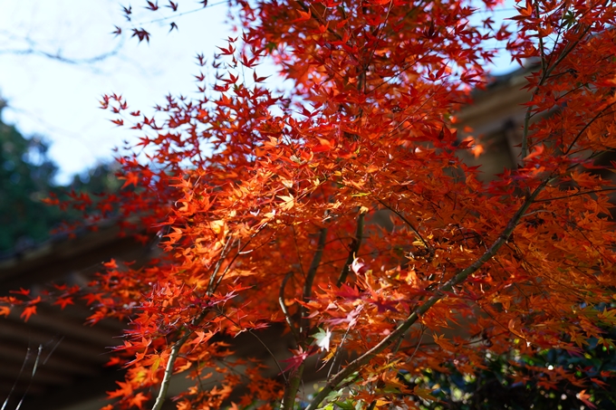 京都_紅葉_2020_龍潭寺　No19