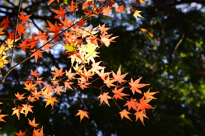 京都_紅葉_2020_龍潭寺　No23