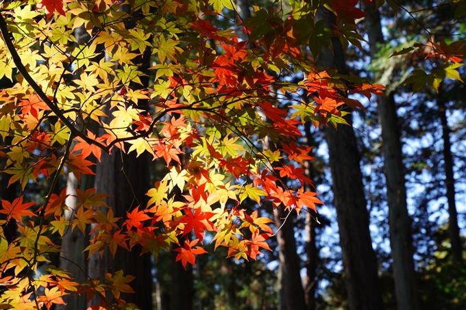 京都_紅葉_2020_龍潭寺　No24