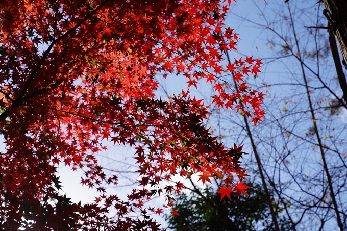 京都_紅葉_2020_龍潭寺　No25