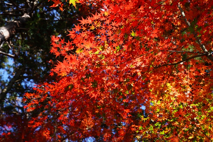 京都_紅葉_2020_龍潭寺　No26