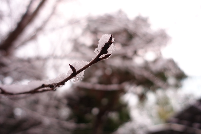 京都市内_雪景色　No5